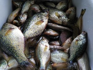 Best Crappie Setup Catch