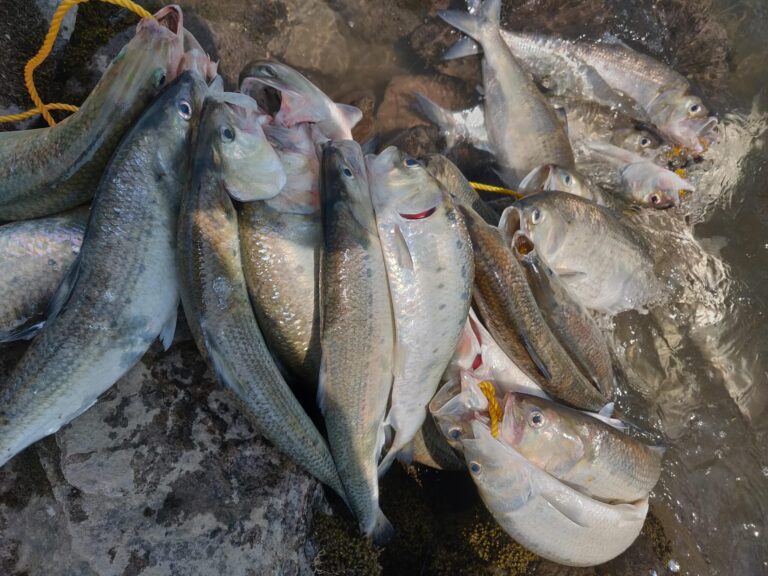 How to fish for shad