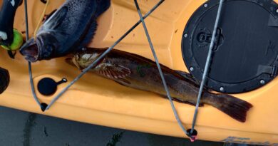 Sekiu Fishing for sea bass and lingcod 3