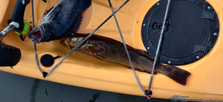 Sekiu Fishing for sea bass and lingcod 3